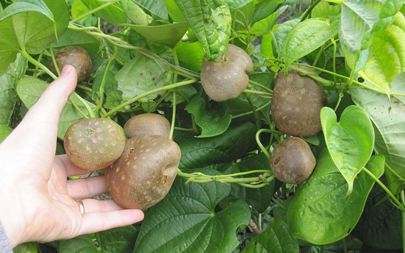 CỦ GIỐNG Cây Khoai Tây Leo (Khoai Tây Bay) CỦ GIỐNG Cây Khoai Tây Leo (Khoai Tây Bay)