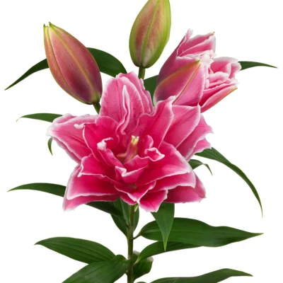 củ giống hoa lily Natascha