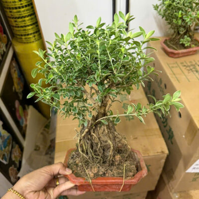 CHẬU CÂY BẠCH TUYẾT MAI BONSAI MINI