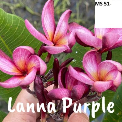 CÂY GIỐNG HOA CHAMPA - HOA SỨ ĐẠI " Lanna Purple " NHẬP KHẨU