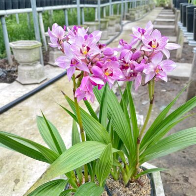 CHẬU ĐỊA LAN CHU ĐỈNH HỒNG