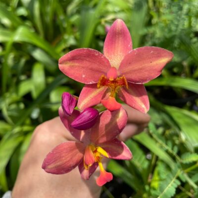 CHẬU ĐỊA LAN CHU ĐỈNH SUNSHINE organce