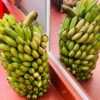 CÂY GIỐNG LABA-  cây con tách mẹ