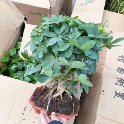 CHẬU CÂY NGŨ GIA BÌ CHÂN CHIM LÁ XANH GỐC THỤ BONSAI ĐỂ BÀN