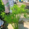 CÂY THỦY TRÚC THÁI