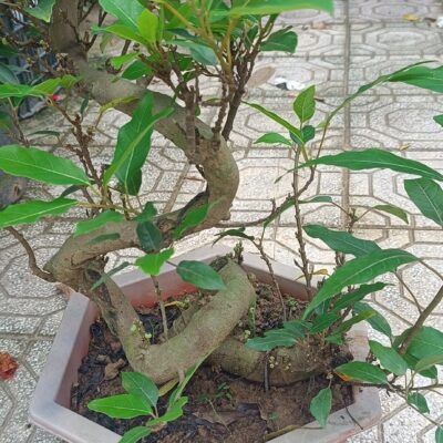 CHẬU CÂY SUNG THẾ - SUNG BONSAI