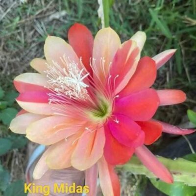 Chậu Hoa Nhật Quỳnh King Midas