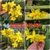 CHẬU ĐỊA LAN CHU ĐỈNH MÀU VÀNG THÁI HOA TO