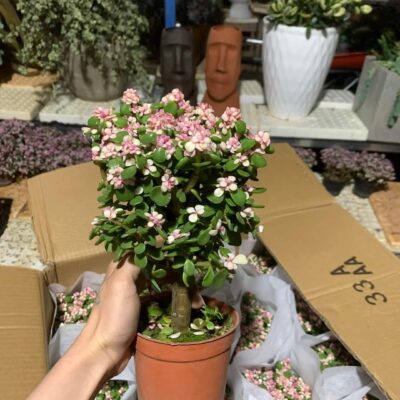 CHẬU CÂY SEN ĐÁ ĐÔ LA HỒNG GỐC CỔ THỤ 1 THÂN