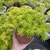 CHẬU CÂY SEDUM LÁ VÀNG