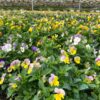 chậu hoa Pansy Viola giống đủ màu sắc đẹp xinh xếp hoa thảm, công trình