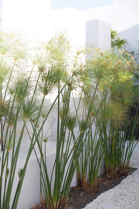 CÂY CÓI GIẤY PAPYRUS (ĐẠI THỦY TRÚC), Cây cói giống (hay lác) , cây năng bộp CÂY CÓI GIẤY PAPYRUS (ĐẠI THỦY TRÚC), Cây cói giống (hay lác) , cây năng bộp