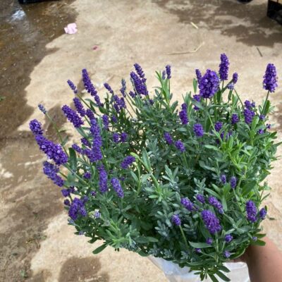 Chậu Cây Hoa Lavender , hoa oải hương - CHẬU HOA XUM TO ĐẸP