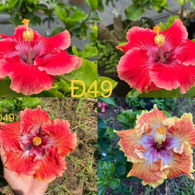 CHẬU HOA DÂM BỤT ĐÀI LOAN MÃ Đ49