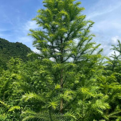 CÂY GIỐNG SA MỘC (Sa Mu - Cunninghamia lanceolata)