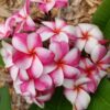 CÂY GIỐNG HOA CHAMPA - HOA SỨ ĐẠI " Elise " NHẬP KHẨU