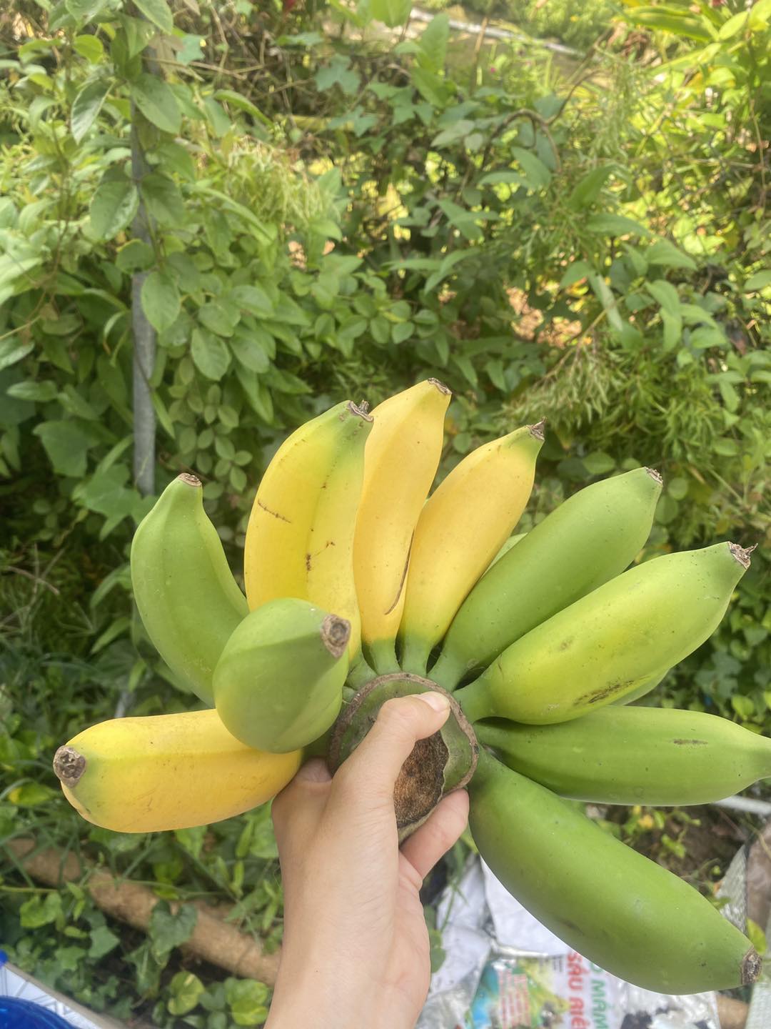 Cây giống " CHUỐI TRỨNG VÀNG THÁI " nhập khẩu - cây con tách mẹ Cây giống " CHUỐI TRỨNG VÀNG THÁI " nhập khẩu - cây con tách mẹ
