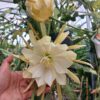 Chậu Hoa Nhật Quỳnh Vàng thơm đối xứng