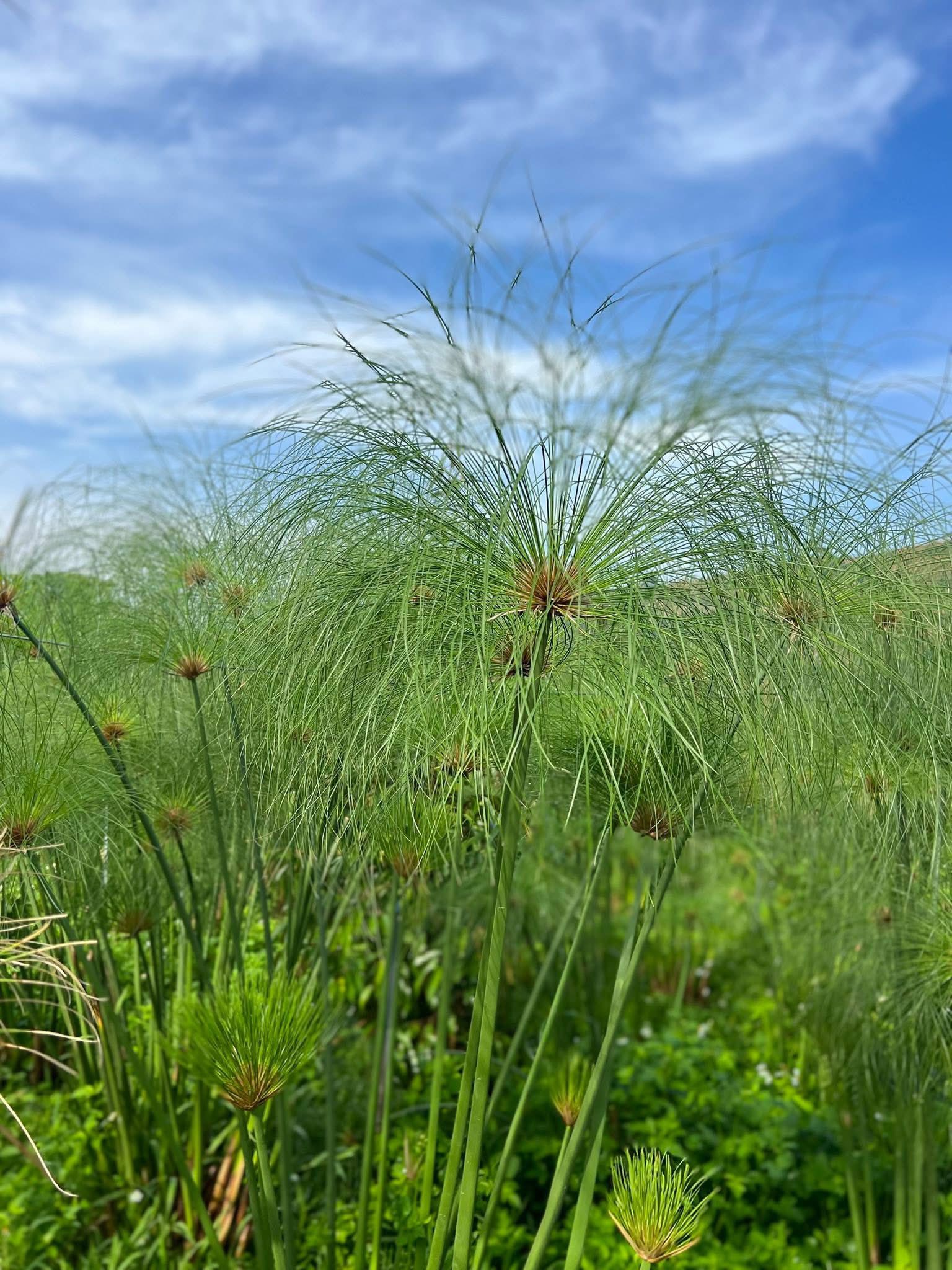CÂY CÓI GIẤY PAPYRUS (ĐẠI THỦY TRÚC), Cây cói giống (hay lác) , cây năng bộp CÂY CÓI GIẤY PAPYRUS (ĐẠI THỦY TRÚC), Cây cói giống (hay lác) , cây năng bộp