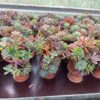 BÌNH SEN ĐÁ MIX CỰC ĐẸP