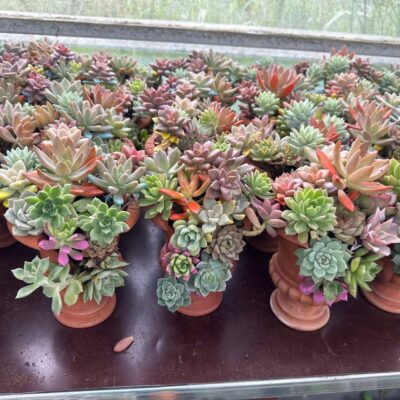 BÌNH SEN ĐÁ MIX CỰC ĐẸP
