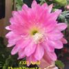 Chậu Hoa Nhật Quỳnh Noid 331