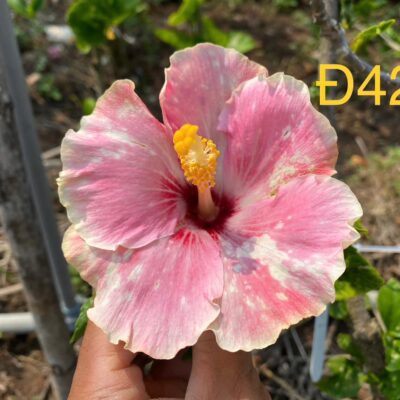 CHẬU HOA DÂM BỤT ĐÀI LOAN MÃ Đ42