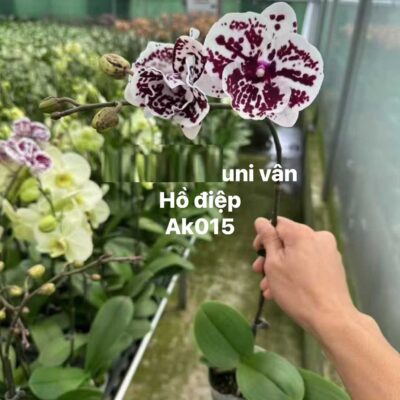 CHẬU HOA HỒ ĐIỆP UNI VÂN ĐANG HOA AK015