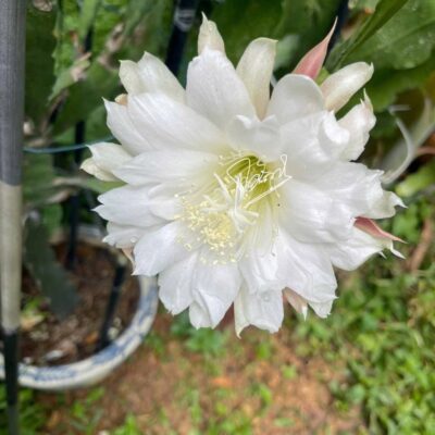 Chậu Hoa Nhật Quỳnh  " BẠCH THIÊN HƯƠNG "