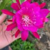 Chậu Hoa Nhật Quỳnh Noid Hot Pink