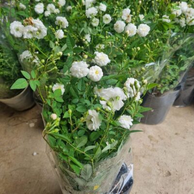 CHẬU HOA HỒNG BẠCH TRÀ CÂY NGUYÊN BẢN