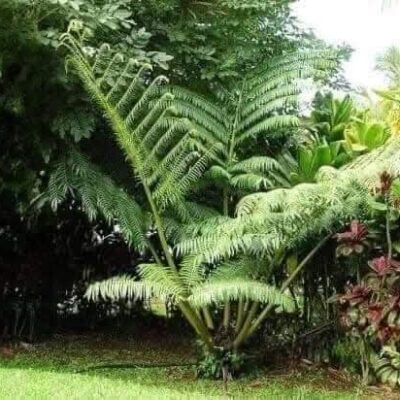 CÂY DƯƠNG XỈ VUA 'King Fern' (Angiopteris evecta)(DƯƠNG XỈ KHỔNG LỒ )