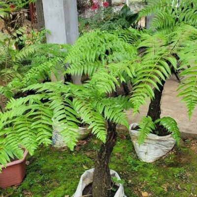 CÂY DƯƠNG XỈ DỚN