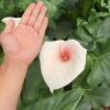 cây giống hoa rum ngoại Calla Lily màu hồng dòng cao thu cắt hoa nhập khẩu