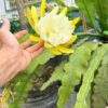 Chậu Hoa Nhật Quỳnh VÀNG 2 DA