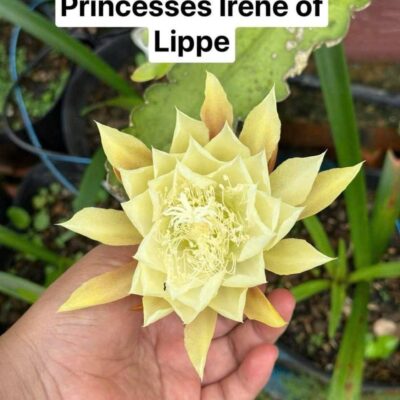 Chậu Hoa Nhật Quỳnh PRINCESSES IRENE OF LIPPE