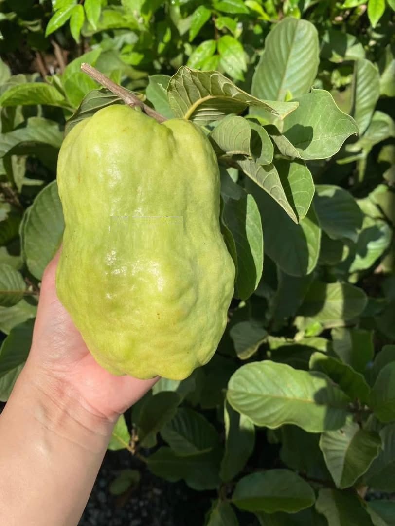 Cây giống " ỔI Ngọc Bích Vàng khổng lồ " nhập khẩu - cây choai lớn Cây giống " ỔI Ngọc Bích Vàng khổng lồ " nhập khẩu - cây choai lớn