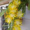 Chậu Hoa Nhật Quỳnh ĐỎ Frushing Gold