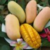 Cây giống " XOÀI Mahajanok "  (độ Brix 17,6-19) nhập khẩu