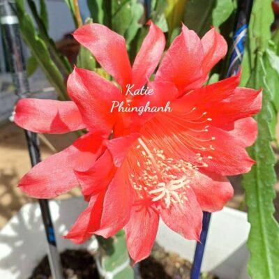Chậu Hoa Nhật Quỳnh KATIE