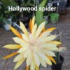 Chậu Hoa Nhật Quỳnh Hollywood Spider