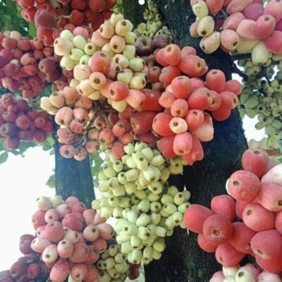Cây giống " Mận điều BIRA " nhập khẩu