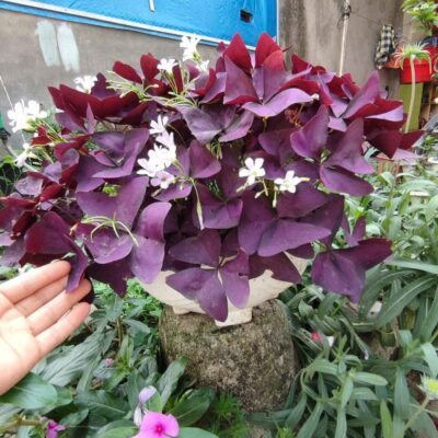 CỦ GIỐNG HOA BƯỚM ĐÊM