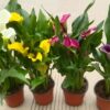 chậu hoa rum ngoại Calla Lily nhập khẩu đủ màu
