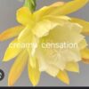Chậu Hoa Nhật Quỳnh Creamy Censation