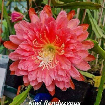 Chậu Hoa Nhật Quỳnh Kiwi Rendezvous