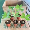 CHẬU CÂY THIÊN TUẾ MÊXICO NHẬP KHẨU
