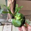 CHẬU CÂY ổ rồng ridleyi dwarf