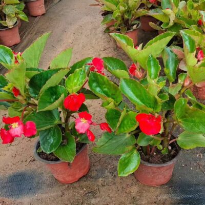 CHẬU HOA THU HẢI ĐƯỜNG LÁ XANH HOA ĐỎ NHẬP KHẨU