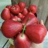 cây giống Mận Red Taiwan của Đài Loan (China red) brix18 nhập khẩu